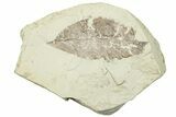 Miocene Fossil Leaf (Rosa?) - Augsburg, Germany #254105-1